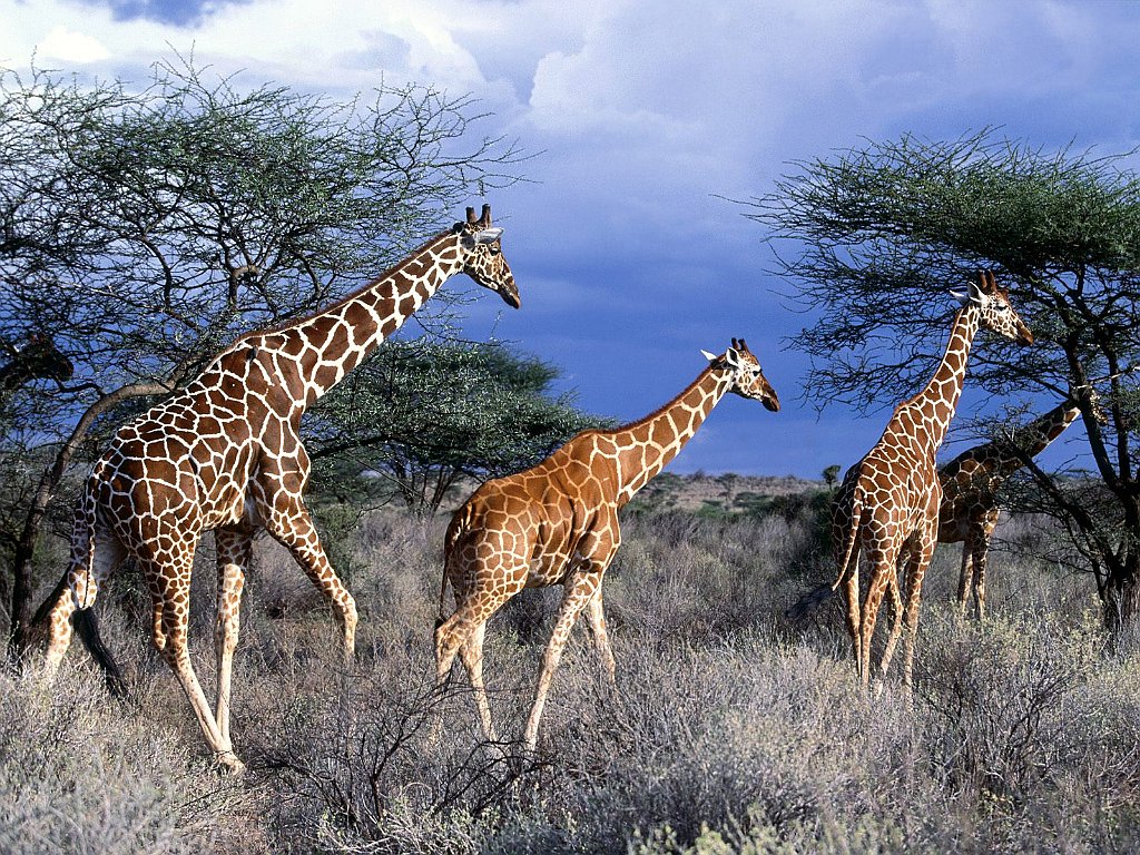 Reticulated Giraffes, Kenya, Africa